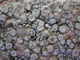 Ochrolechia parella image