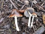 Parasola conopilea image