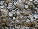 Ochrolechia parella image