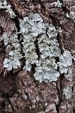 Parmotrema tinctorum image