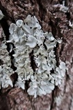 Parmotrema tinctorum image