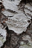 Lecanora caesiorubella image