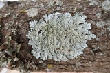 Canoparmelia texana image