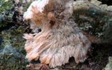 Phlebia radiata image
