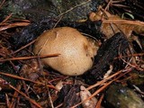 Lycoperdon molle image