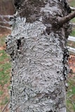 Canoparmelia texana image