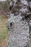Canoparmelia texana image