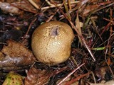 Lycoperdon molle image