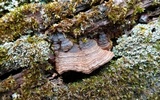 Punctularia strigosozonata image