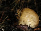Lycoperdon molle image