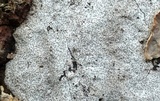 Biscogniauxia atropunctata image