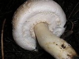 Agaricus hondensis image