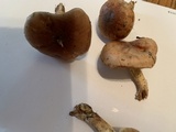Pholiota velaglutinosa image