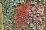 Pyrenula cruenta image