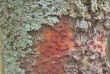 Pyrenula cruenta image