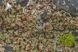 Psora pseudorussellii image