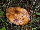 Paxillus involutus image