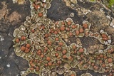 Psora pseudorussellii image