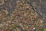 Psora pseudorussellii image