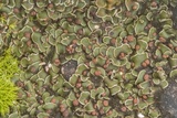 Psora pseudorussellii image