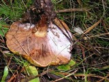 Paxillus involutus image