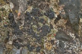 Collema tenax var. tenax image