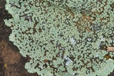 Lecanora muralis image