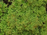 Phyllopsora parvifolia var. parvifolia image