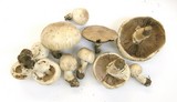 Agaricus californicus image