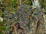 Pannaria lurida image