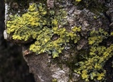 Xanthoria ulophyllodes image