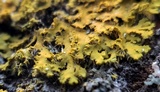 Xanthoria ulophyllodes image