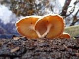 Lentinus tigrinus image