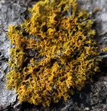 Xanthoria weberi image