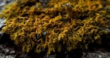 Xanthoria weberi image