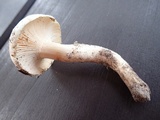 Hygrophorus subsordidus image