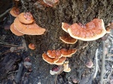 Ganoderma sessile image