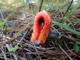 Clathrus columnatus image