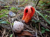 Clathrus columnatus image