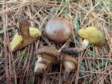 Suillus cothurnatus image