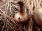 Suillus cothurnatus image