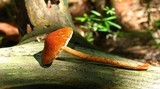 Lepiota fulvella image