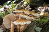 Pholiota squarrosoides image