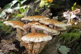 Pholiota squarrosoides image