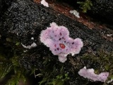 Punctularia atropurpurascens image