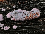 Punctularia atropurpurascens image