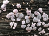 Punctularia atropurpurascens image