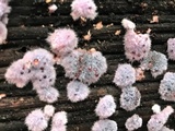 Punctularia atropurpurascens image