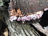 Punctularia atropurpurascens image