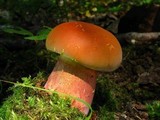 Boletochaete bicolor image